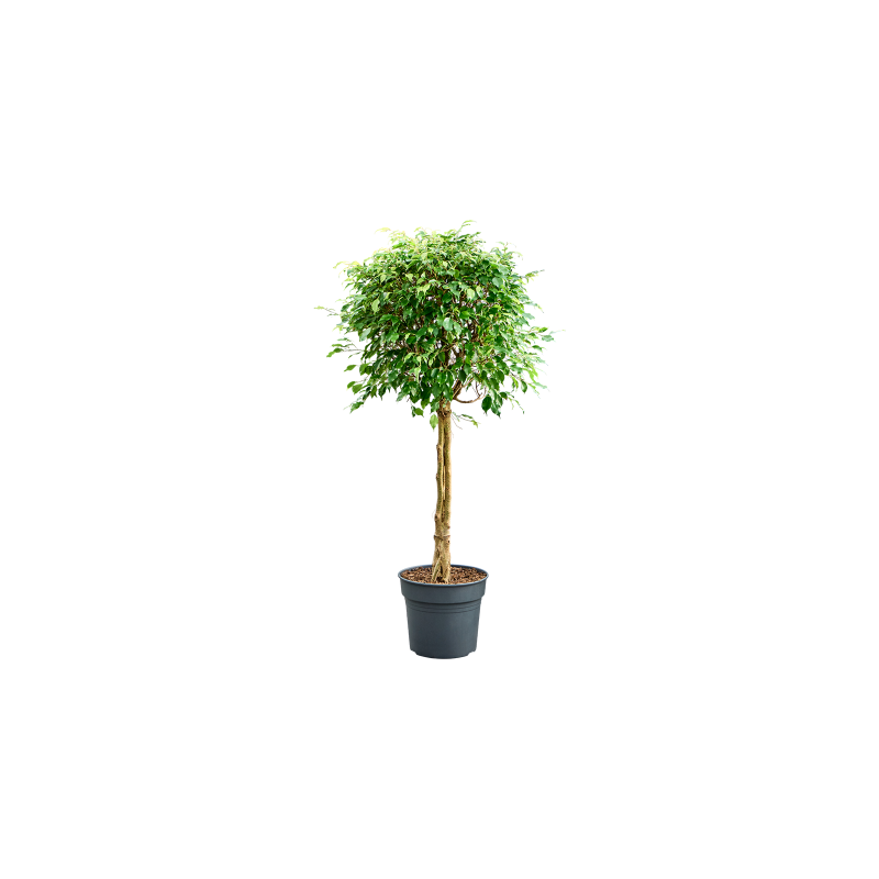 Ficus Exotica 3-stam