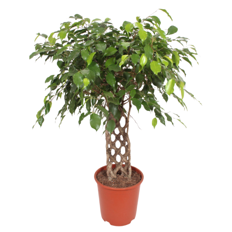 Ficus Exotica gevlochten mat