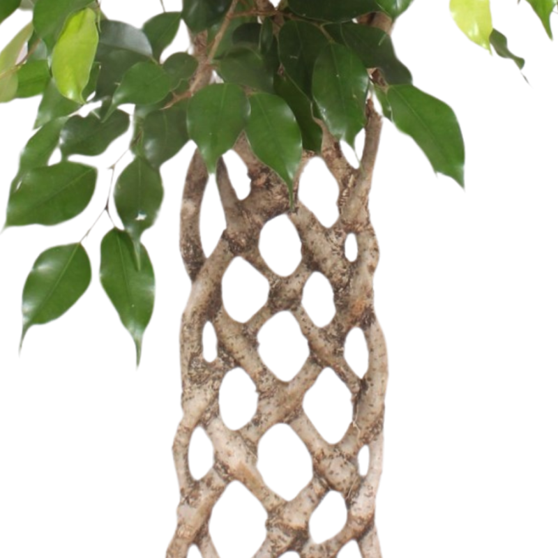 Ficus Exotica gevlochten mat