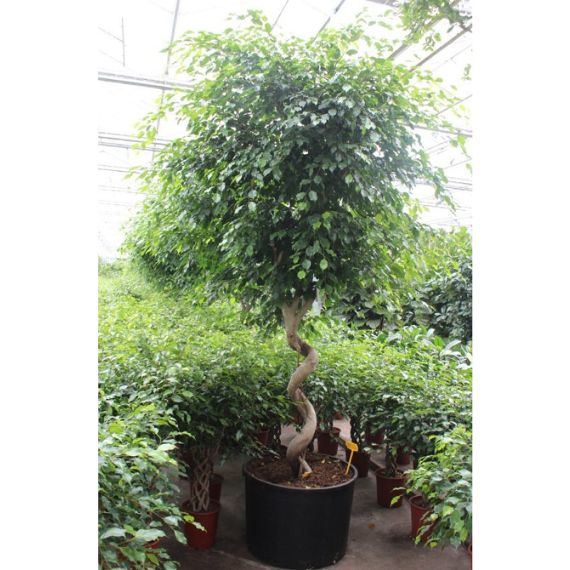 Ficus Exotica spiraal stam