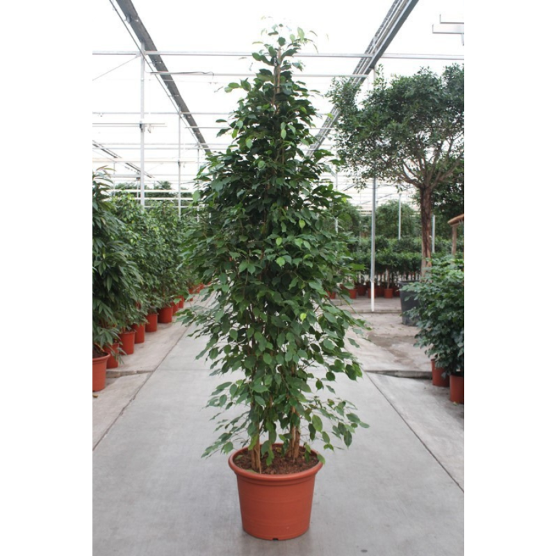 Ficus Exotica 
