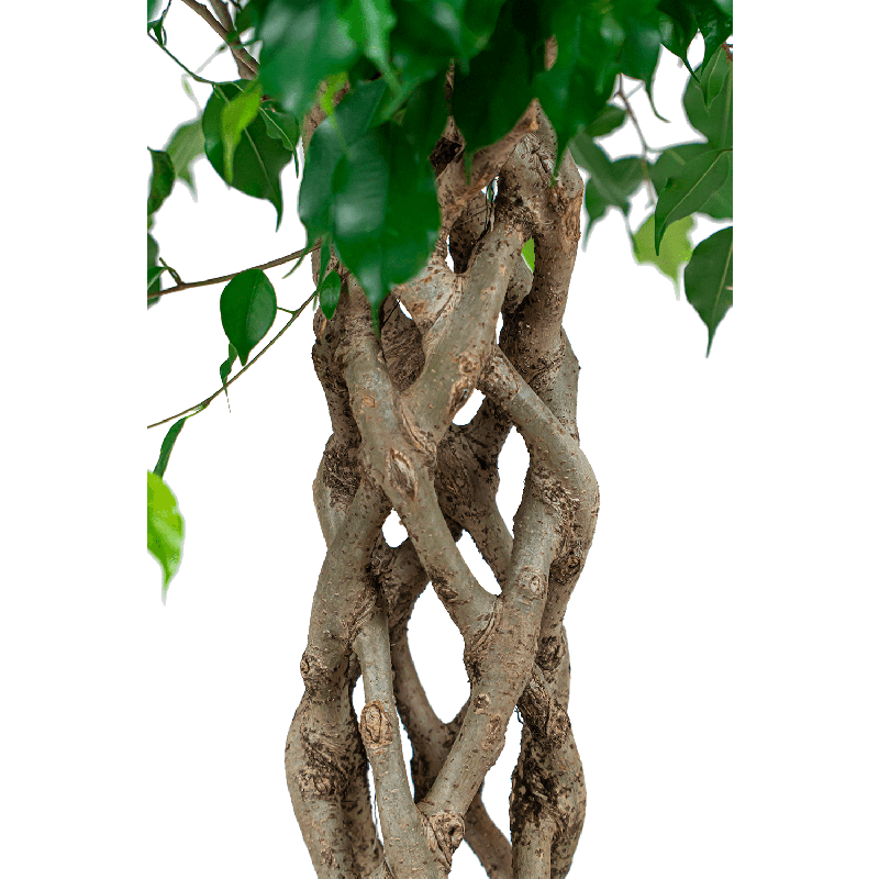 Ficus Exotica gevlochten koker