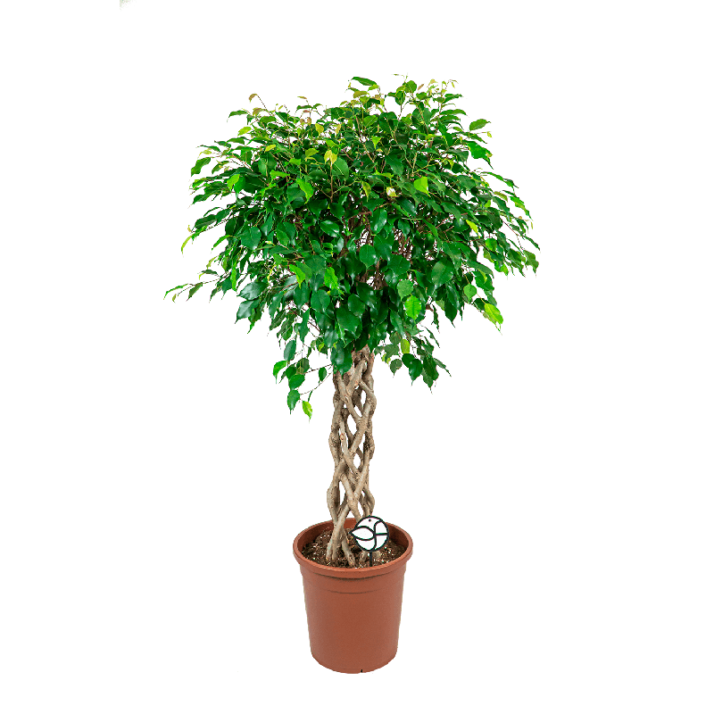Ficus Exotica gevlochten koker