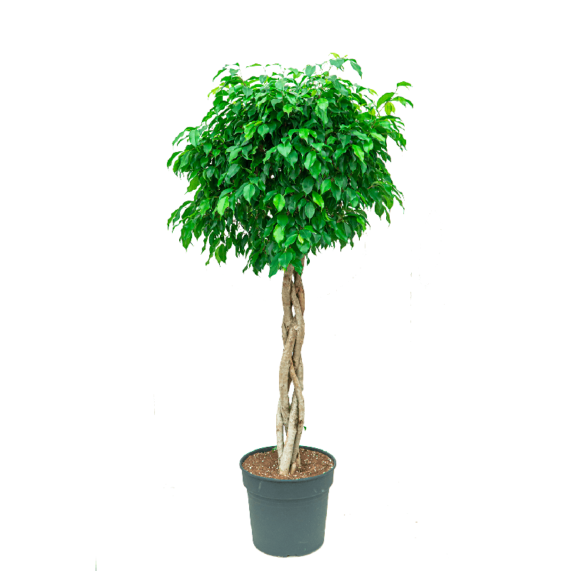 Ficus Benjamina Exotica gevlochten stam