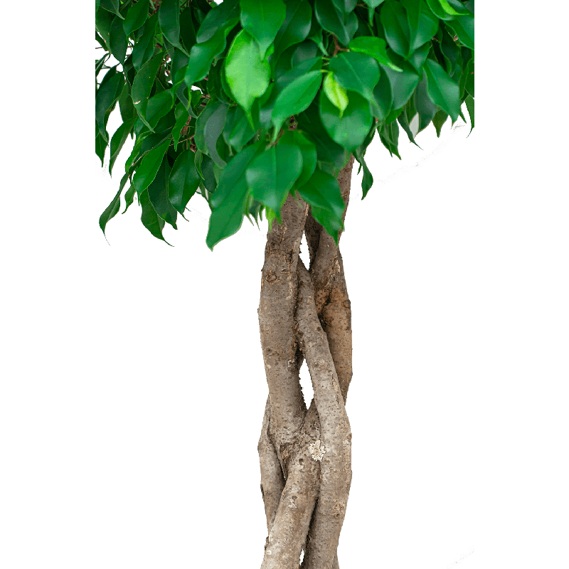 Ficus Benjamina Exotica gevlochten stam