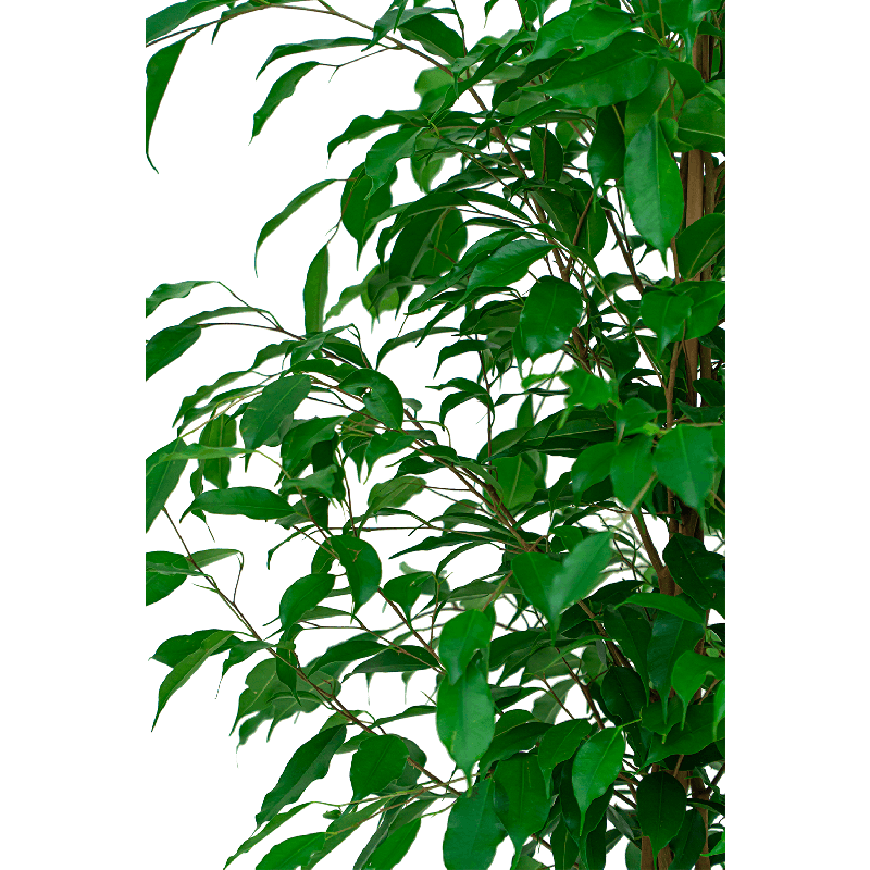 Ficus Benjamina in watergevende Classico wit
