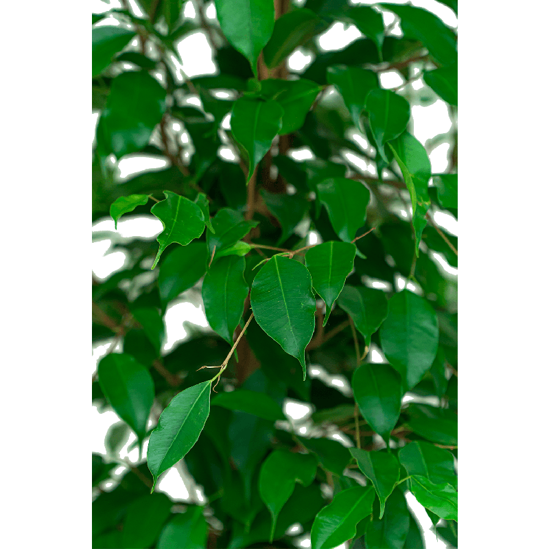 Ficus Benjamina in watergevende Classico zwart