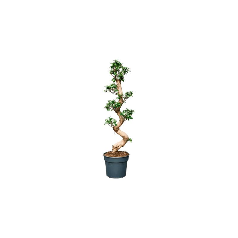 Ficus microcarpa Compacta - bonsai
