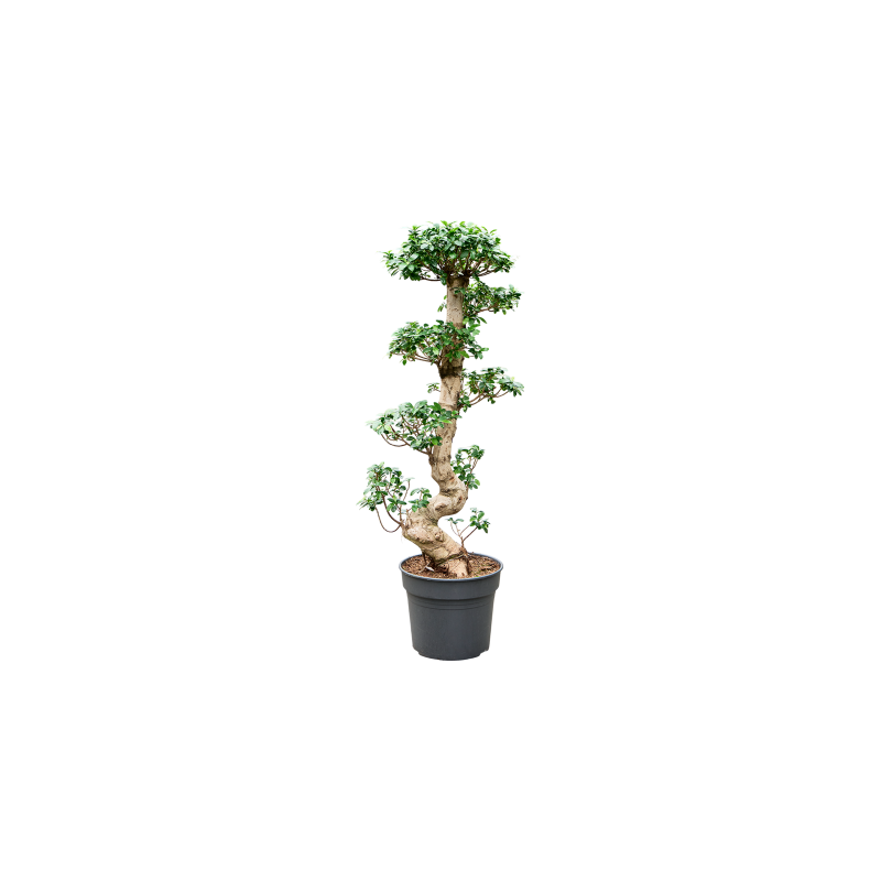 Ficus microcarpa Compacta - bonsai