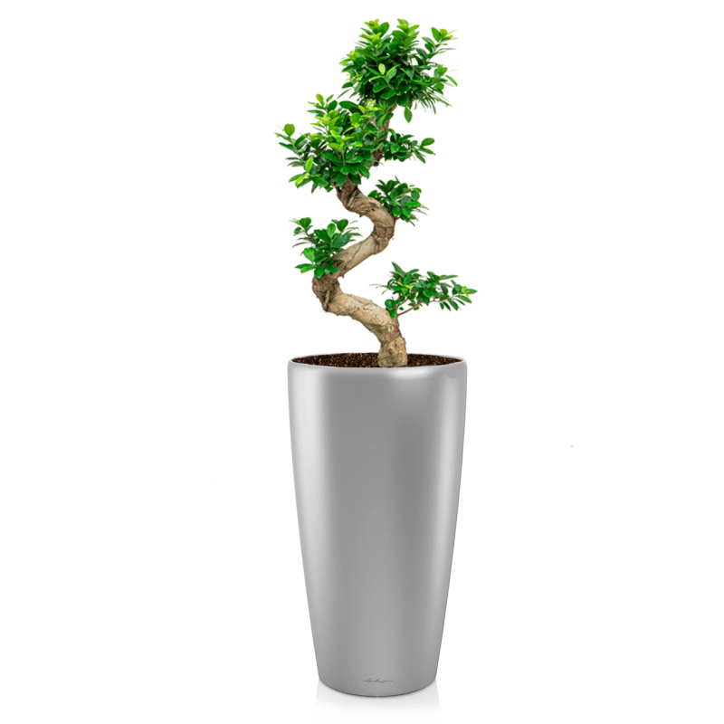 Ficus Bonsai in watergevende Rondo zilver