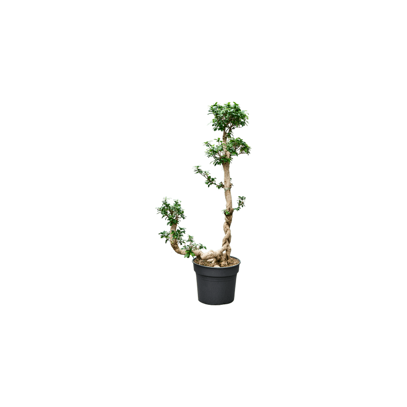 Ficus microcarpa Compacta - bonsai