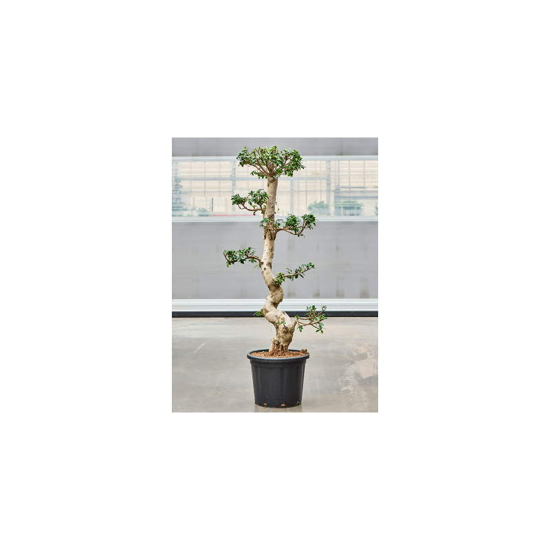 Ficus microcarpa Compacta - bonsai