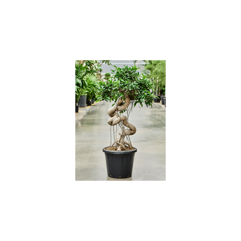 Ficus microcarpa Compacta - bonsai