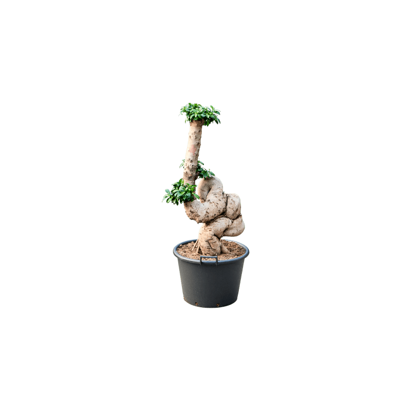 Ficus microcarpa Compacta - bonsai