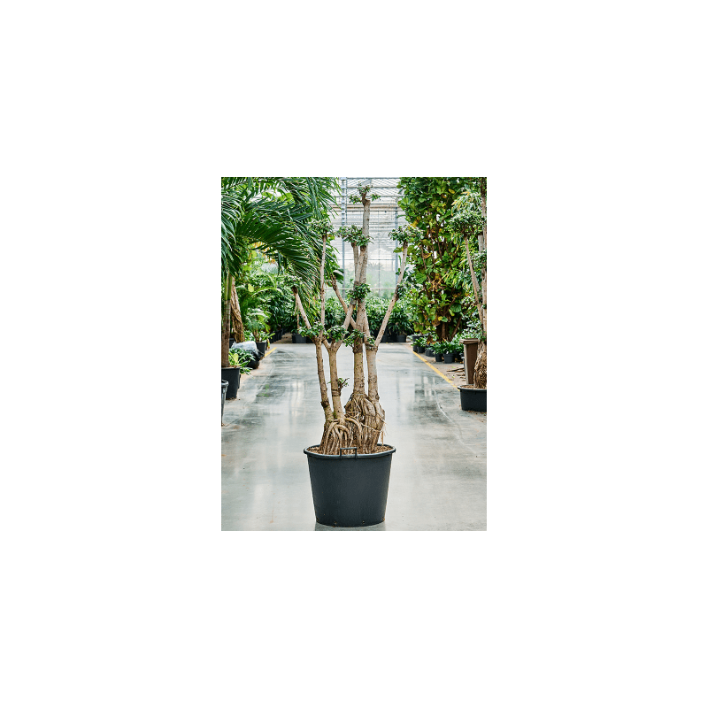 Ficus microcarpa Compacta - bonsai
