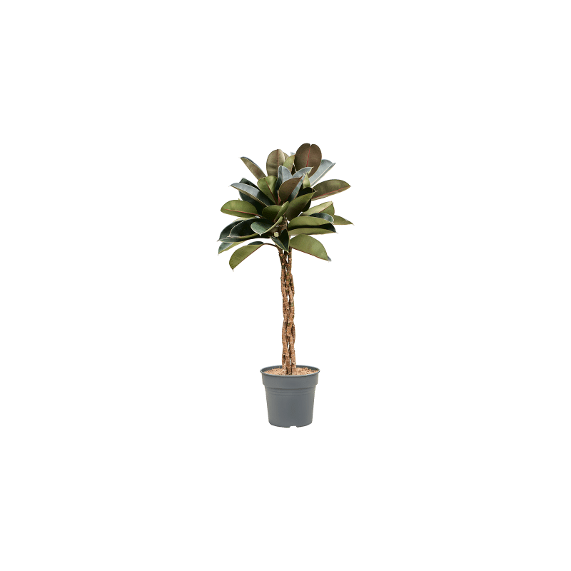 Ficus Burgundy gevlochten stam 
