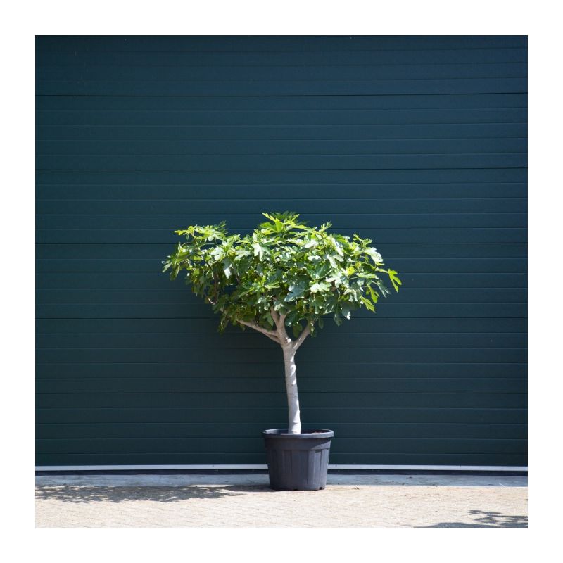 Ficus Carica