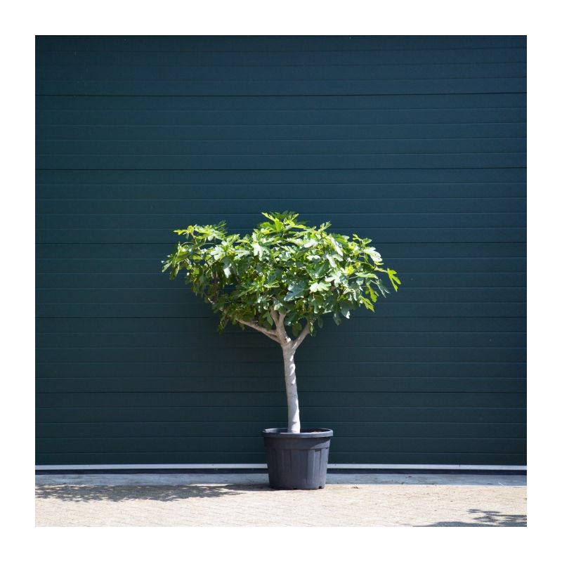 Ficus Carica 