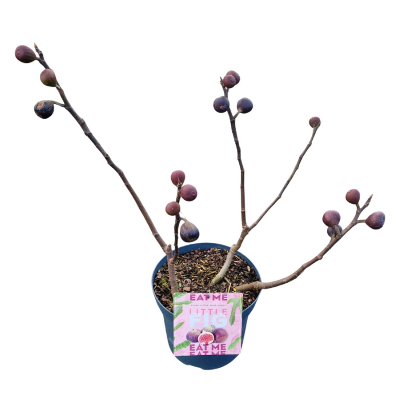 Ficus Little Miss Figgy