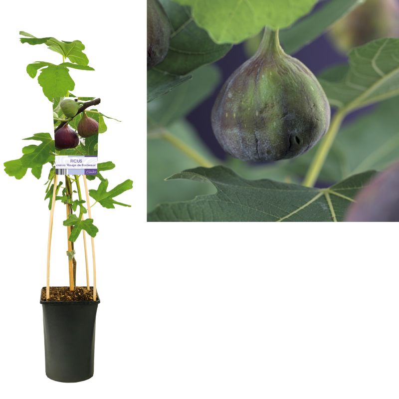 Ficus Rouge de Bordeaux