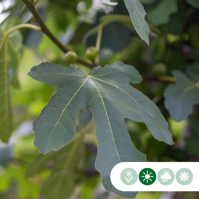 Ficus carica - meerstammig