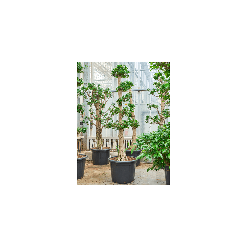 Ficus Compacta - 5 etage