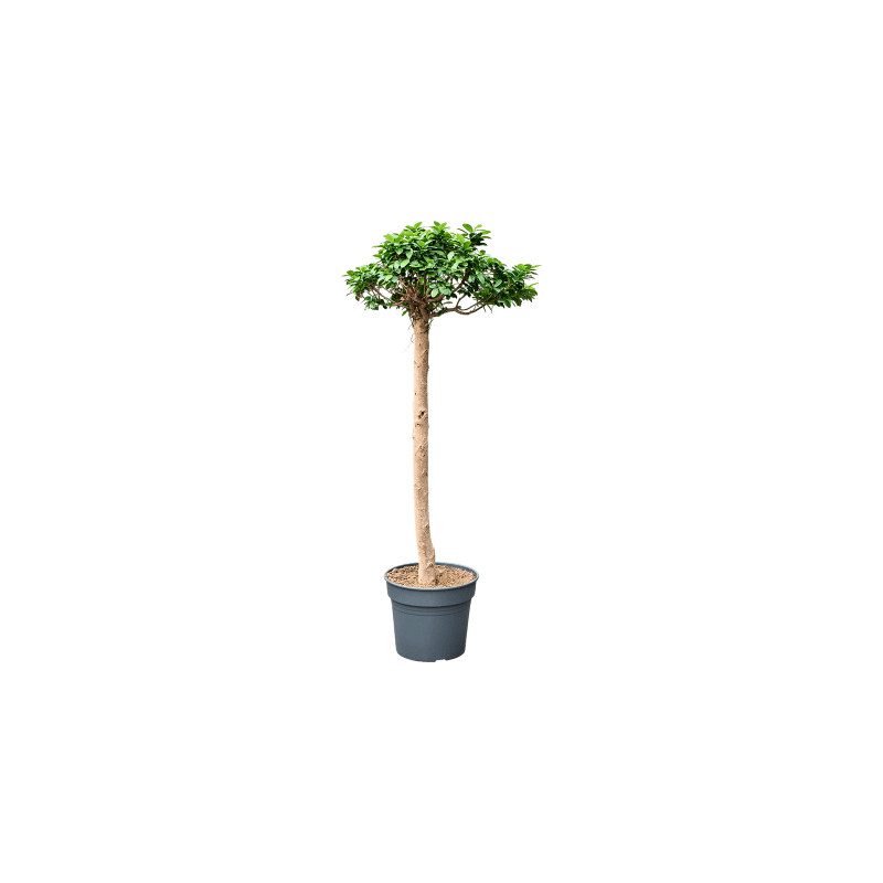 Ficus Compacta op stam