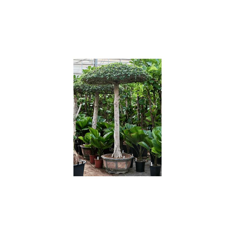 Ficus Compacta - paraplu