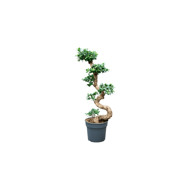Ficus Compacta - bonsai