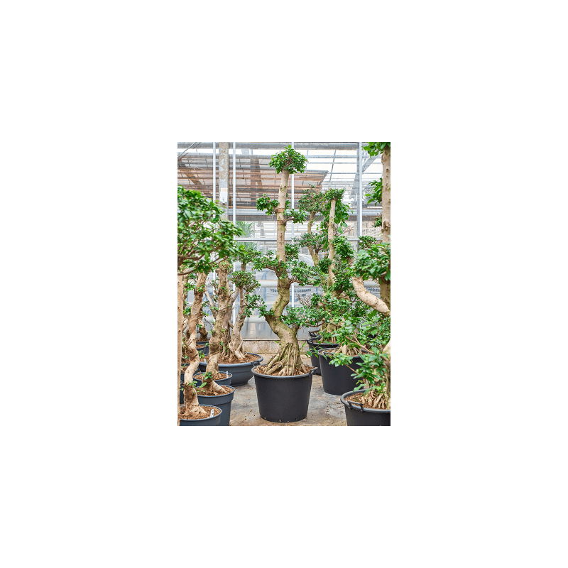 Ficus Compacta - bonsai