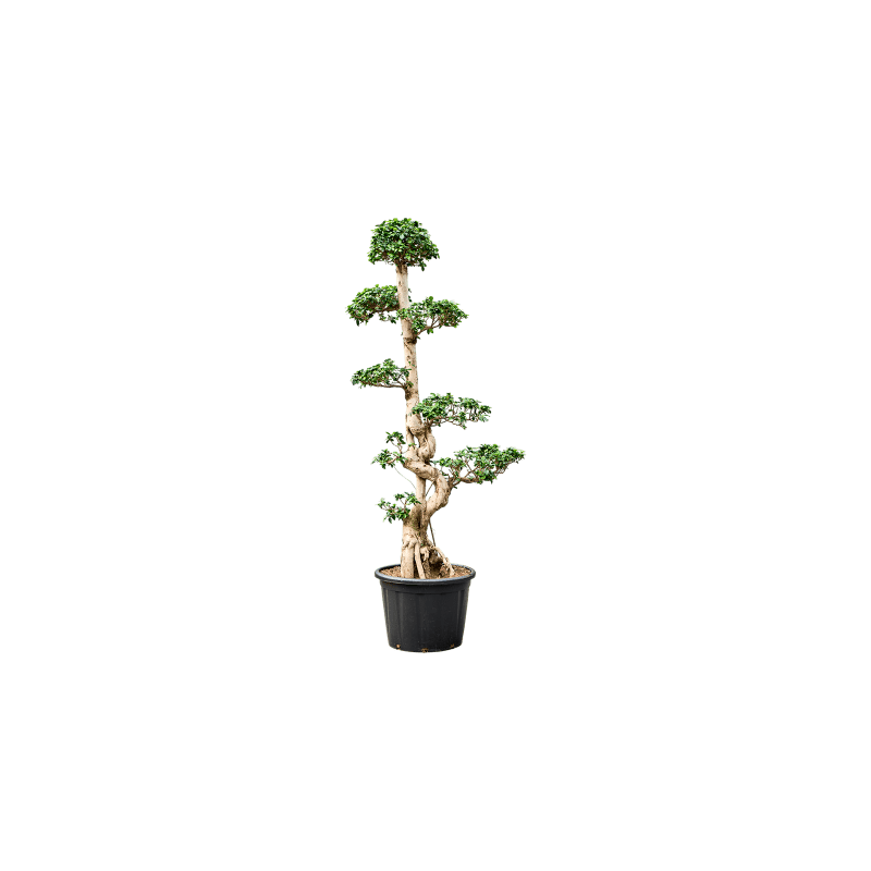 Ficus Compacta - bonsai