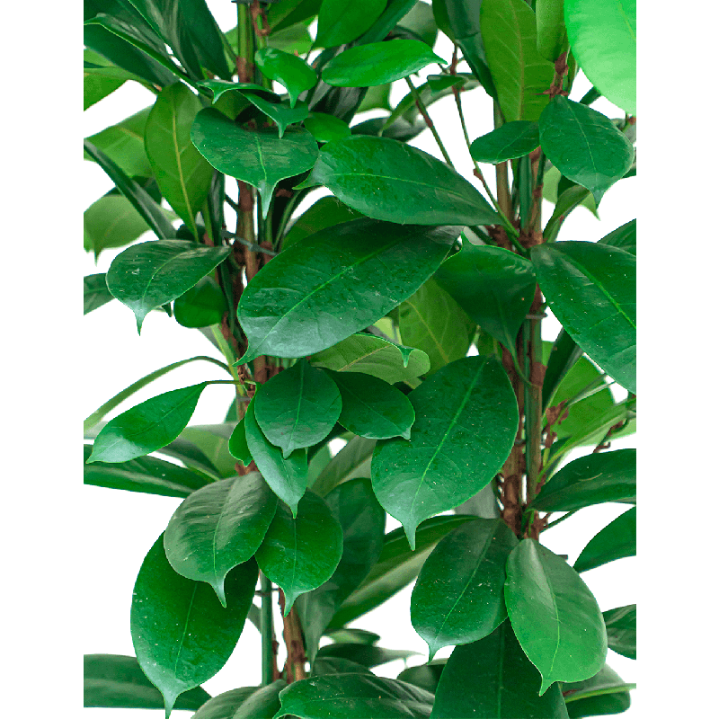 Ficus Cyathistipula hydrocultuur in Runner vierkant antraciet