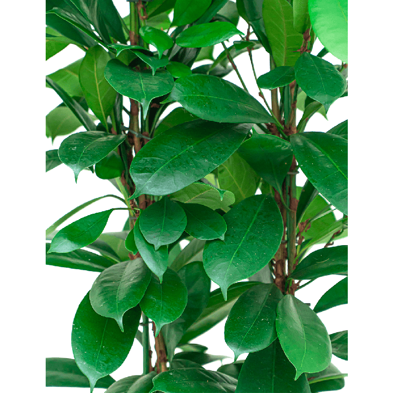 Ficus Cyathistipula in watergevende Classico rood