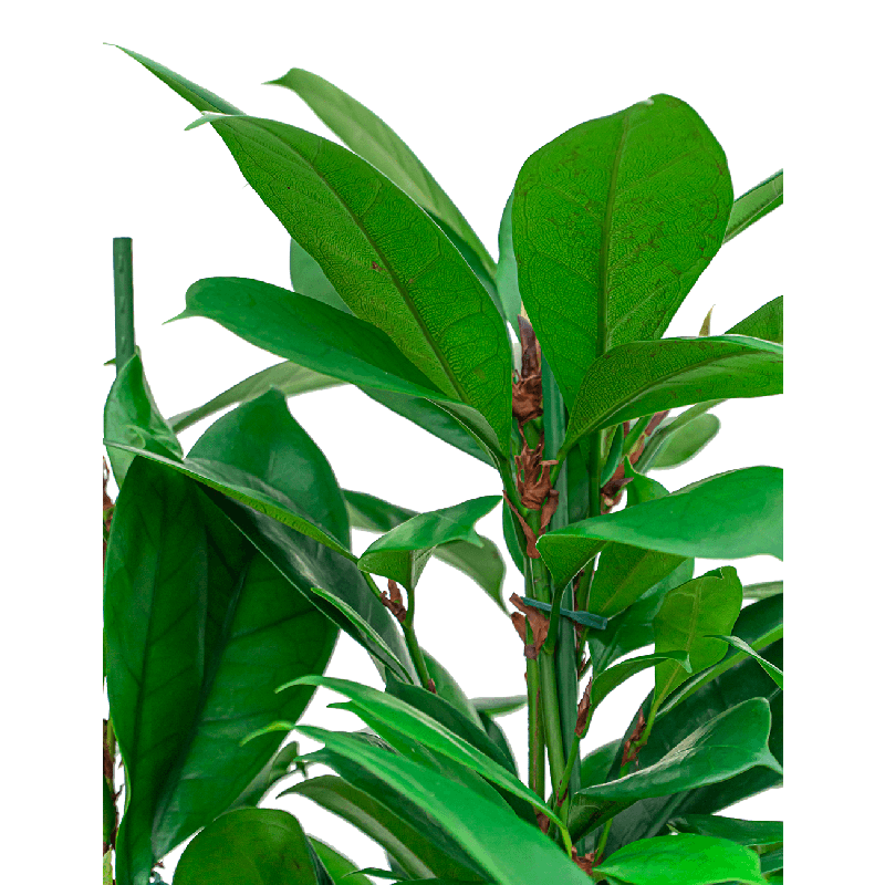 Ficus Cyathistipula hydrocultuur in Runner rond antraciet