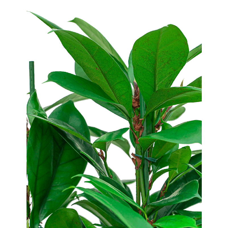 Ficus Cyathistipula hydrocultuur in Runner vierkant wit