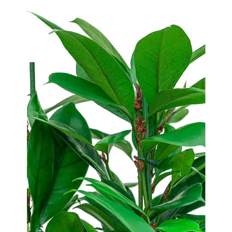 Ficus Cyathistipula hydrocultuur in Runner vierkant antraciet