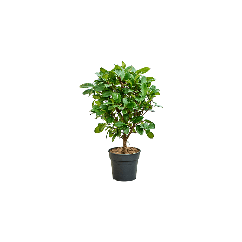 Ficus cyathistipula vertakt