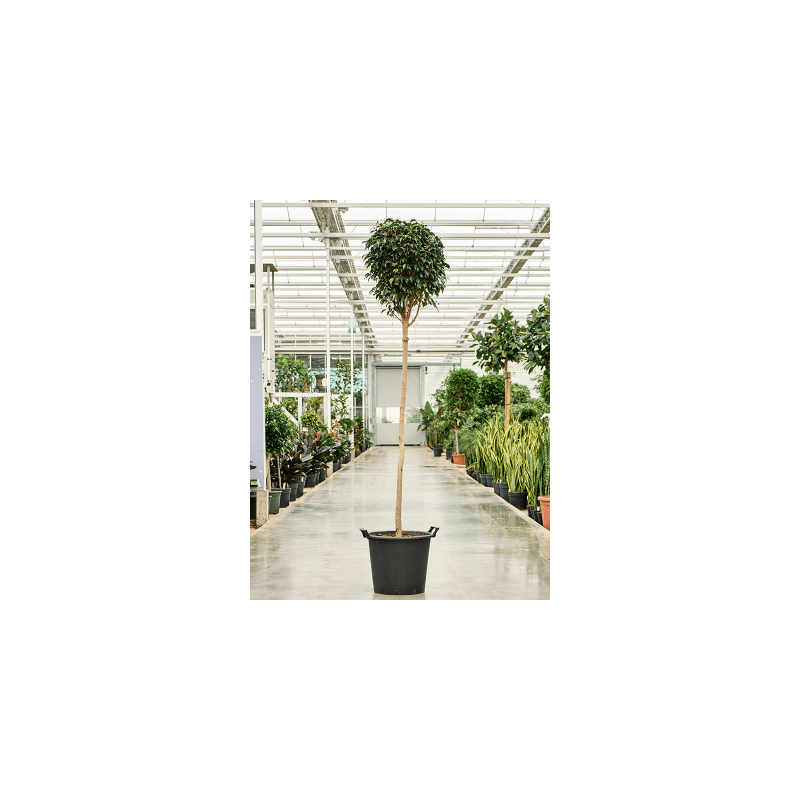 Ficus Benjamina Danielle op stam