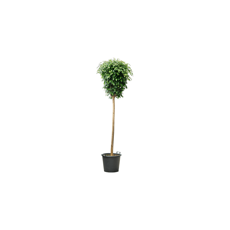 Ficus Danielle op stam