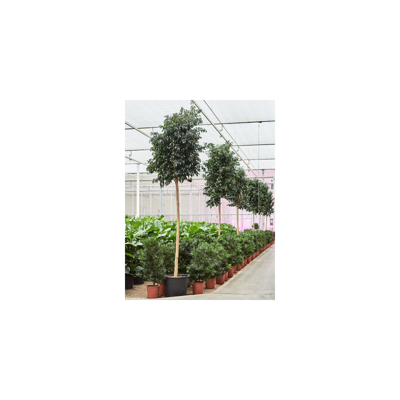 Ficus Benjamina Danielle op stam