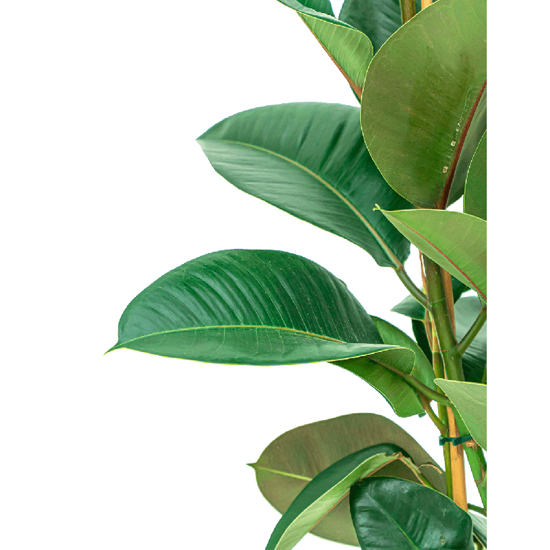 Ficus Elastica Robusta bush