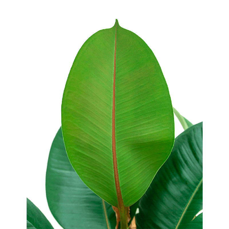 Ficus Elastica Robusta op stam 