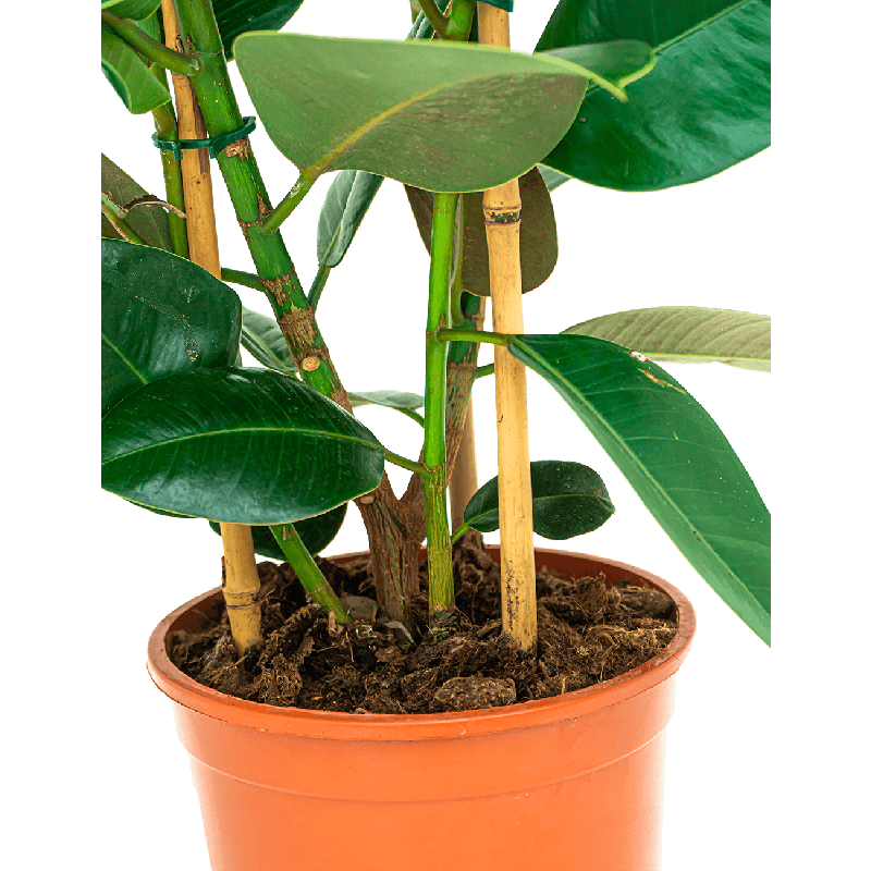 Ficus Elastica Robusta toef