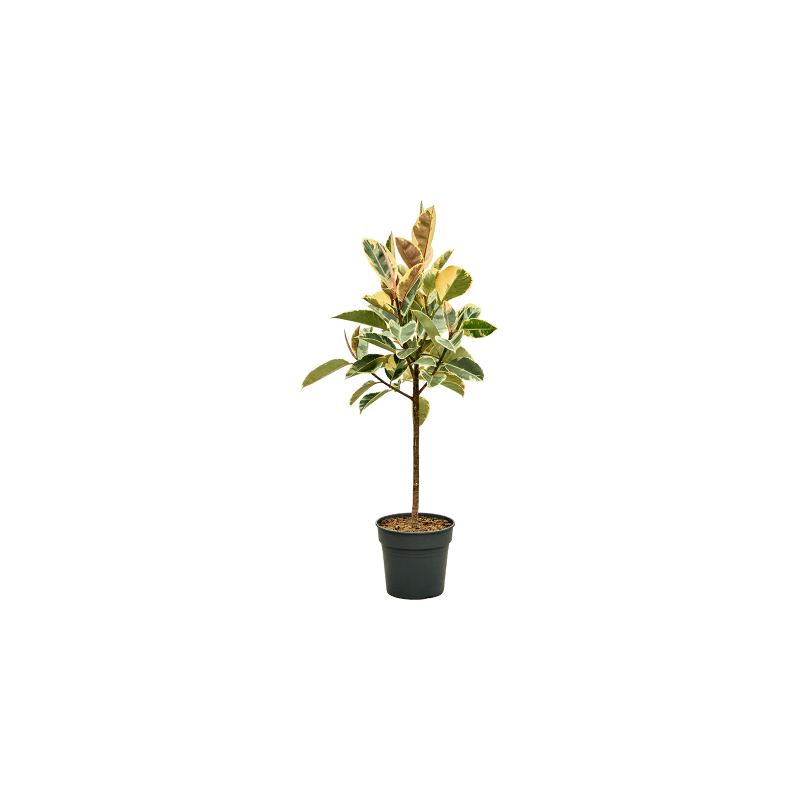 Ficus Tineke op stam