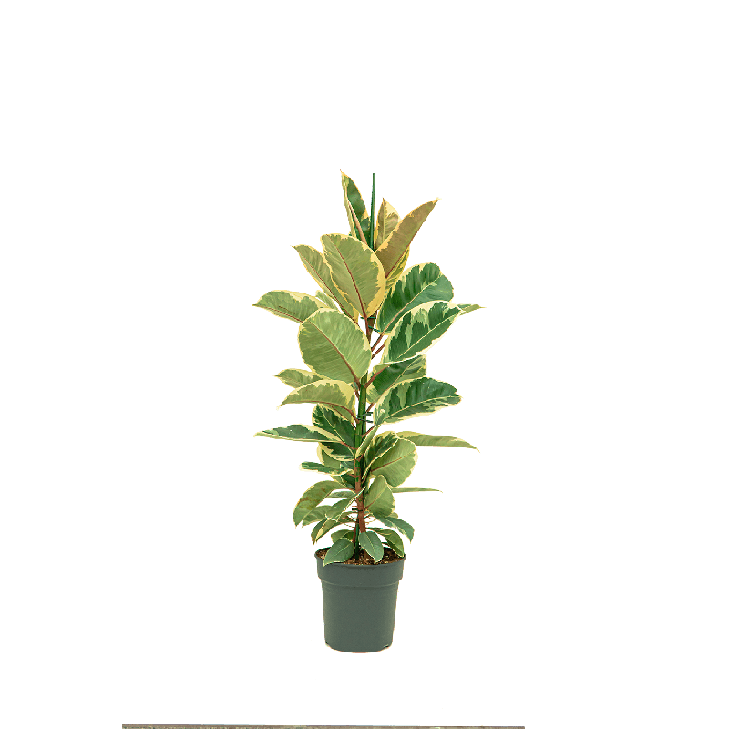 Ficus Elastica Tineke