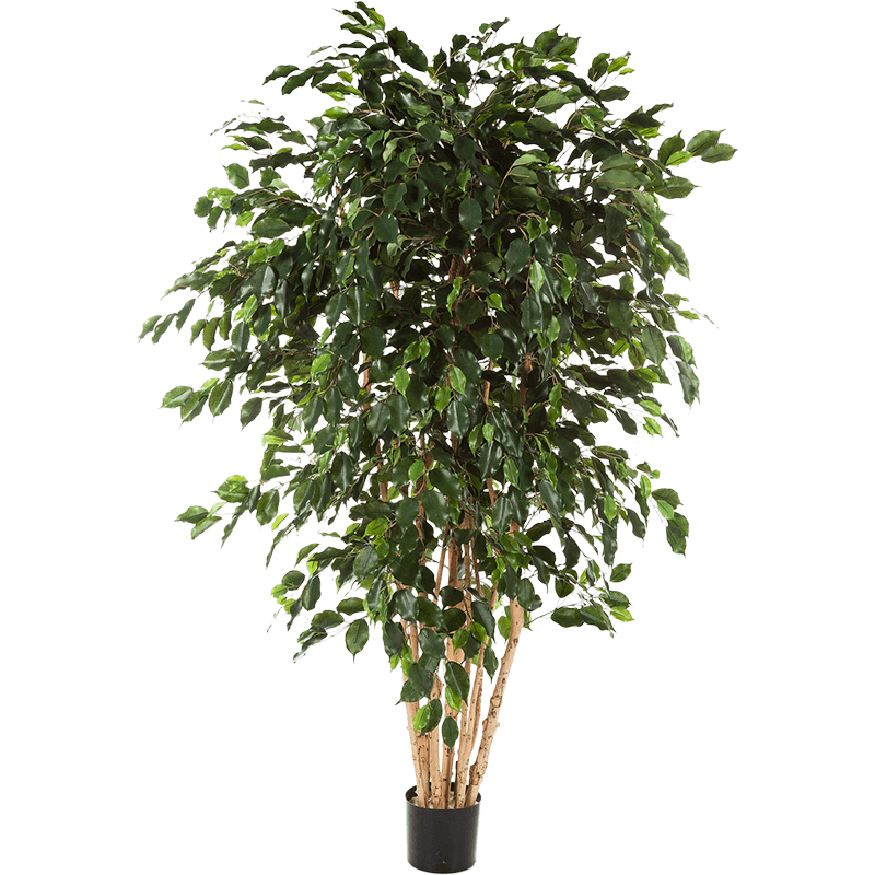 Ficus Exotica vertakt XL- kunstplant