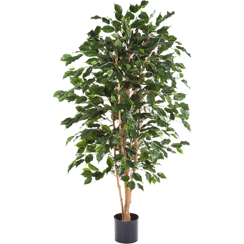 Ficus Exotica - kunstplant