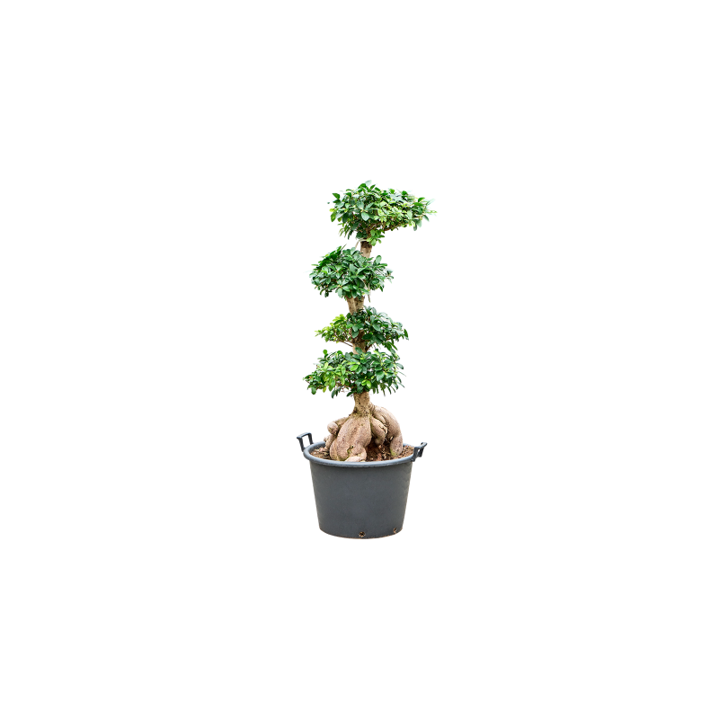 Ficus Ginseng - bonsai
