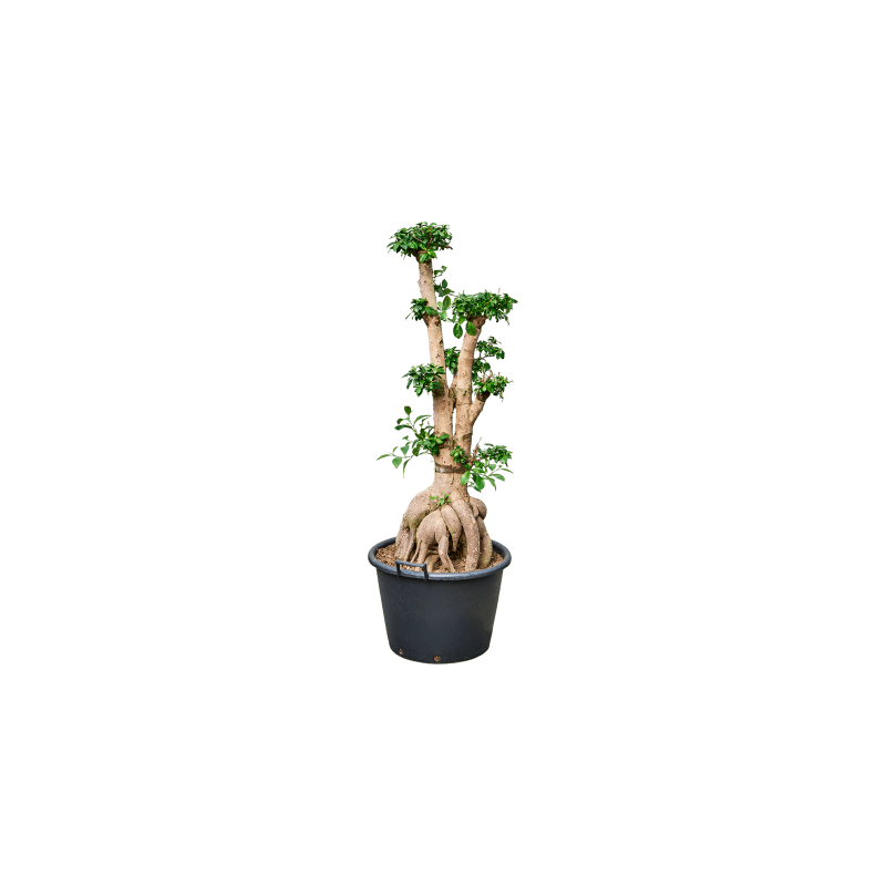 Ficus Microcarpa Ginseng 