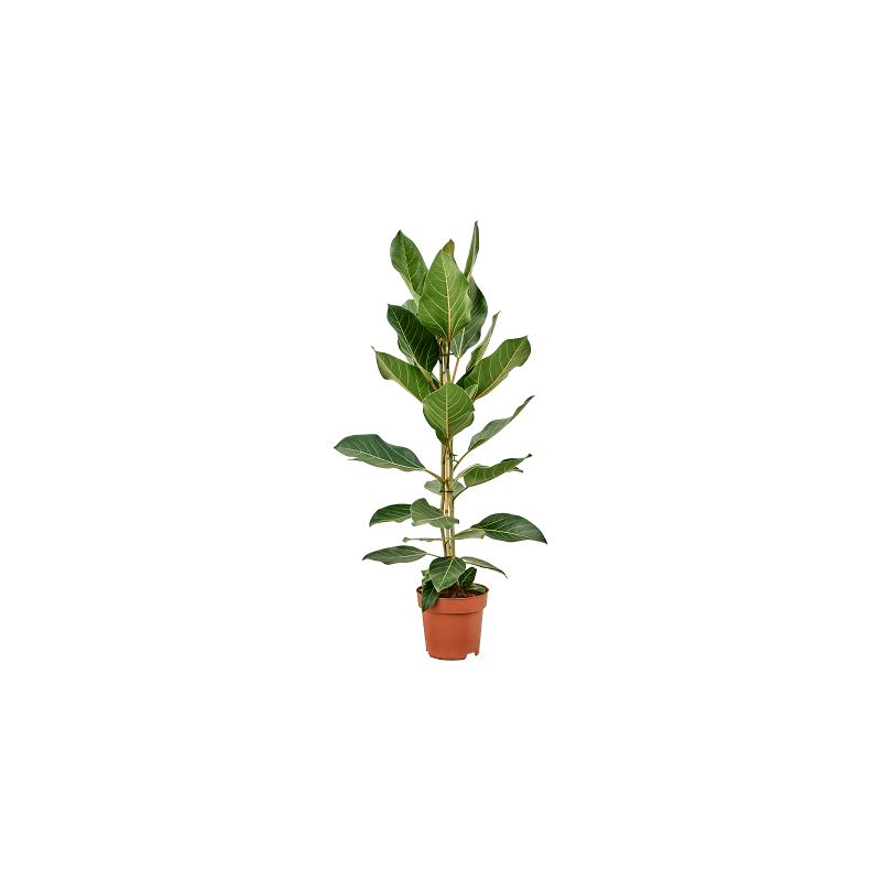 Ficus Joy